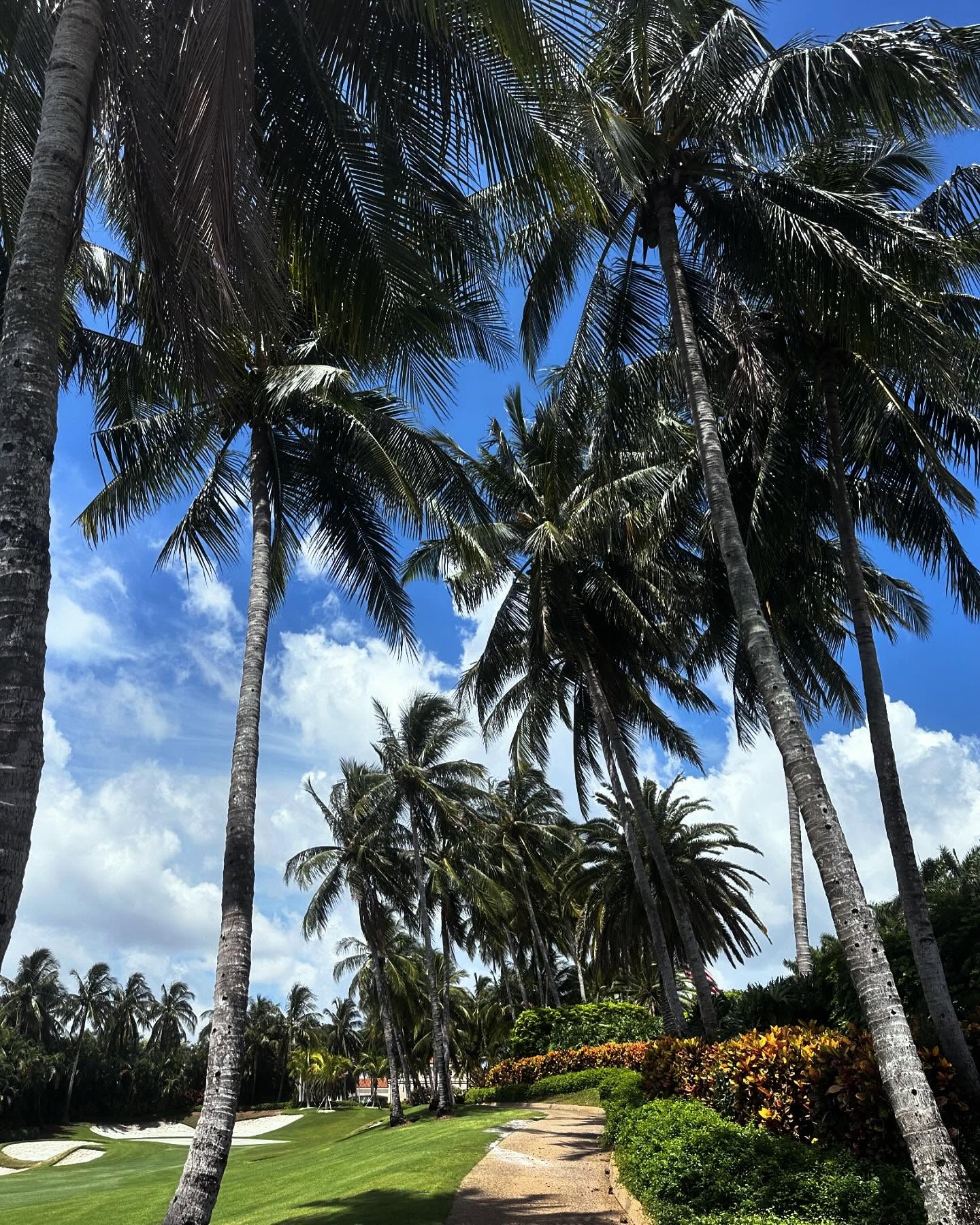 Palm trees at Trump International